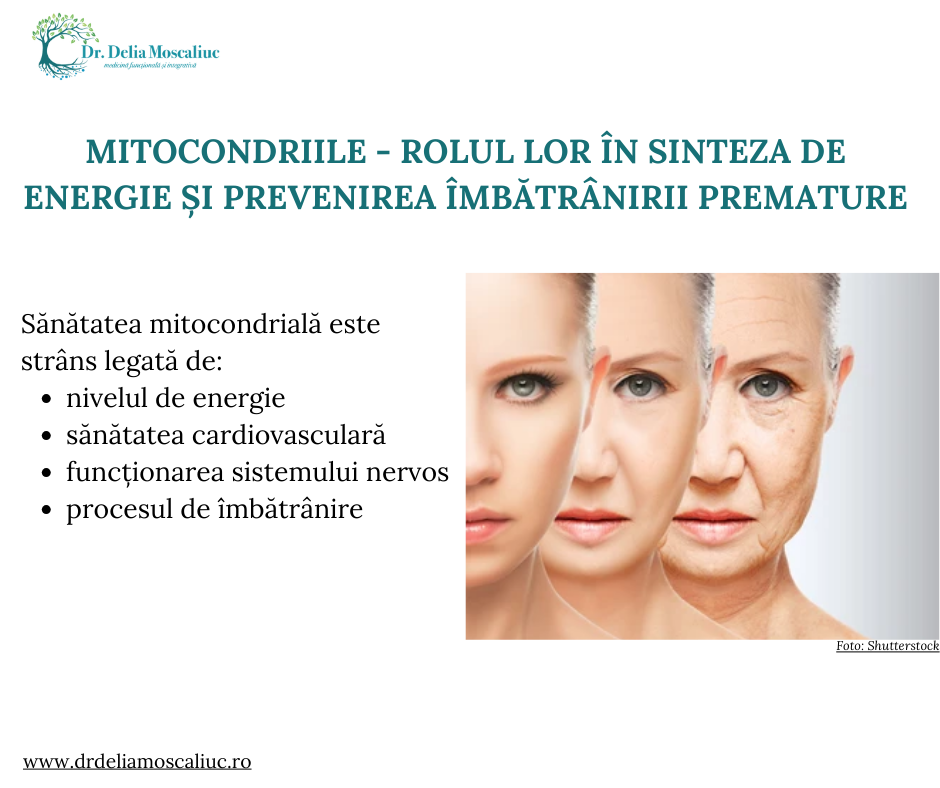 Mitocondriile si imbatranirea