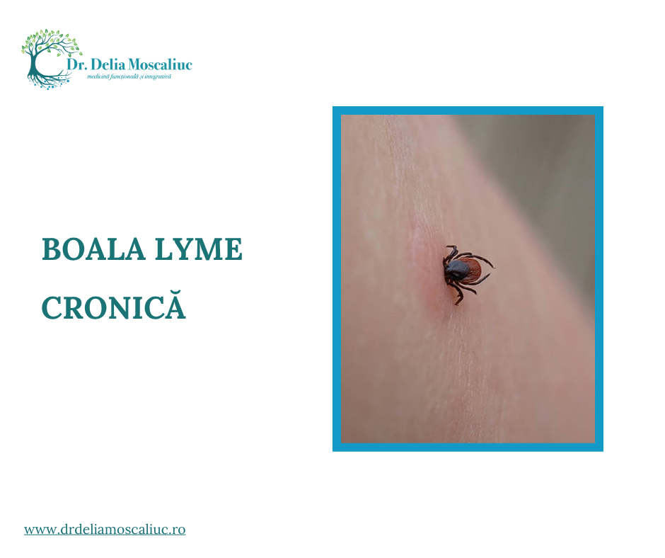 Boala Lyme cronica