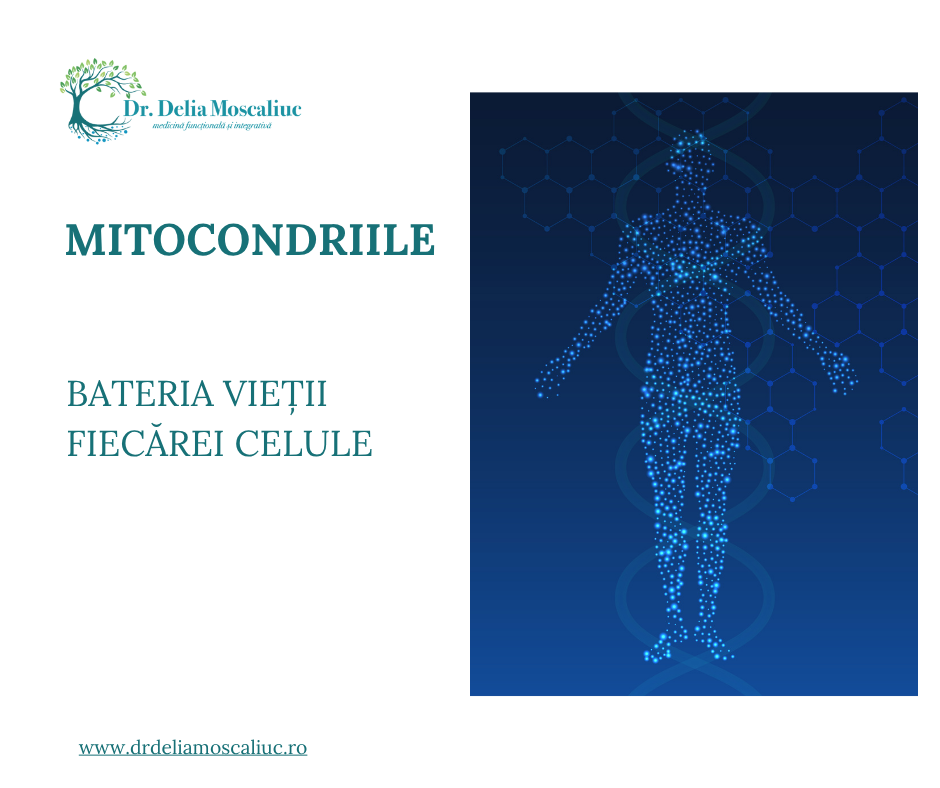 Mitocondriile