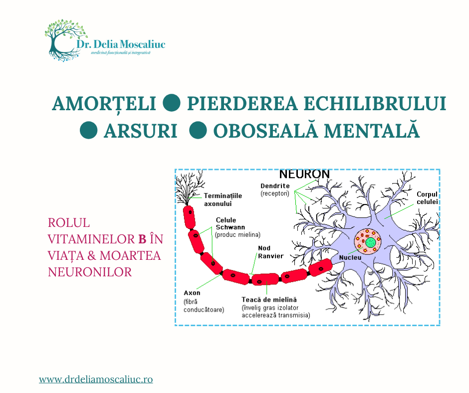 Vitaminele B si rolul lor in viata sau moartea neuronilor